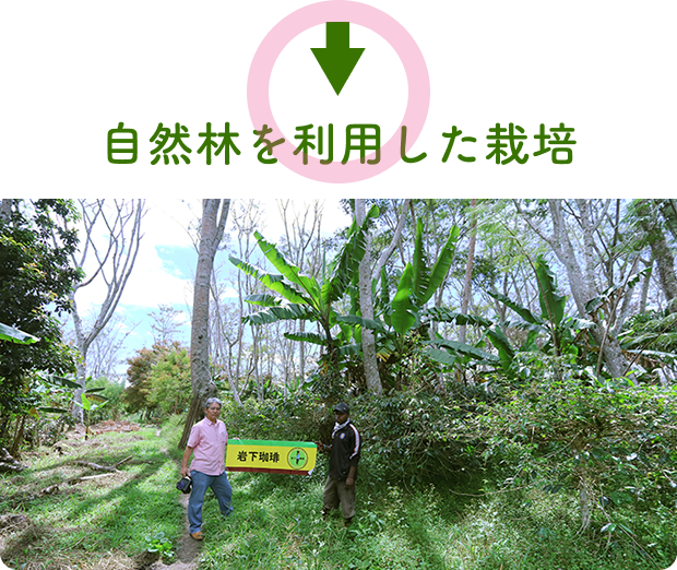自然林を利用した栽培
