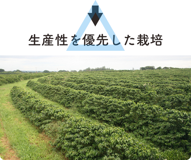 生産性を優先した栽培