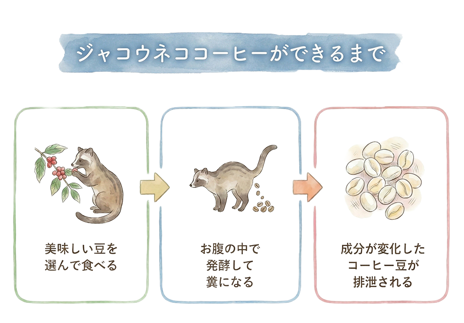 ジャコウネココーヒーができるまで。その1、ジャコウネコがおいしい豆を選んで食べる。その2、おなかの中で発酵して糞になる。その3、成分が変化したコーヒー豆が排泄される。